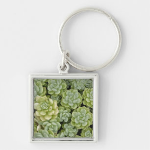 Stonecrop plant pattern key ring