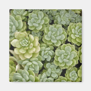 Stonecrop plant pattern magnet