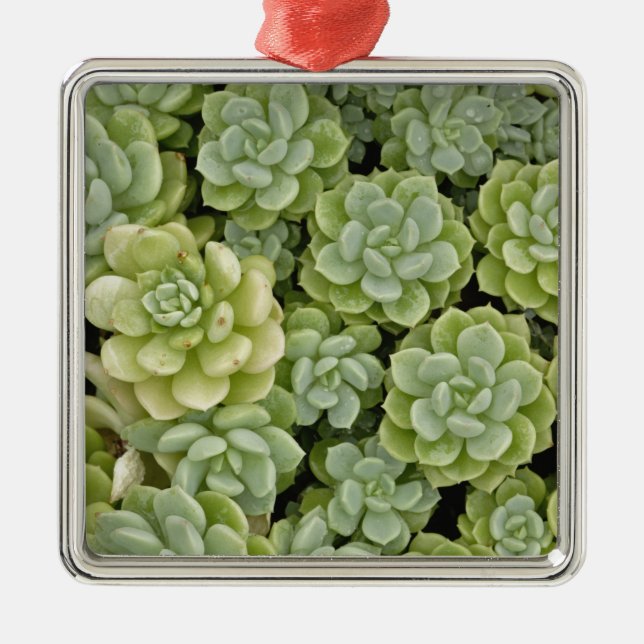 Stonecrop plant pattern metal tree decoration (Front)