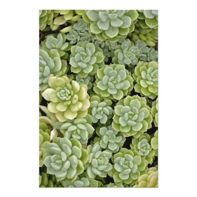 Stonecrop plant pattern photo print (Front)