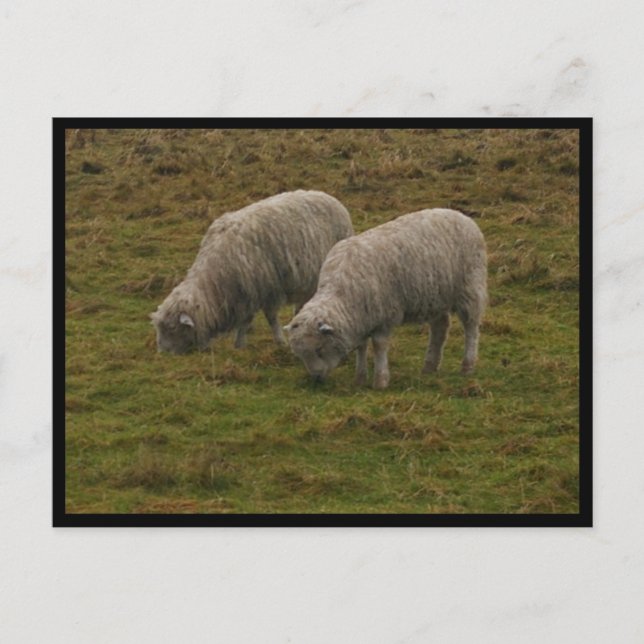 Stonehenge Sheep Postcard (Front)