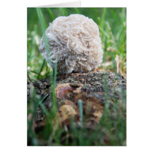 Stones   Desert Rose 134