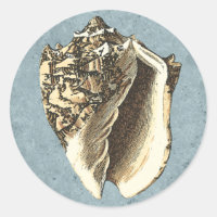 Stonewashed Conch Shell