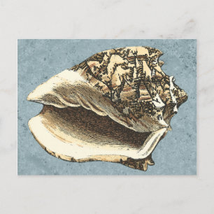 Stonewashed Conch Shell Postcard