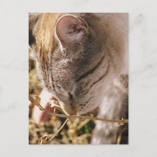 Stop and Smell the Flowers Postcard