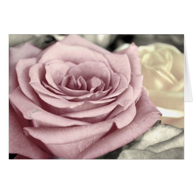 ~SToP aND SMeLL THe RoSeS~ (Front Horizontal)