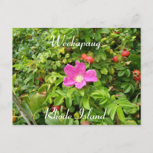 Stop And Smell The Roses Postcard