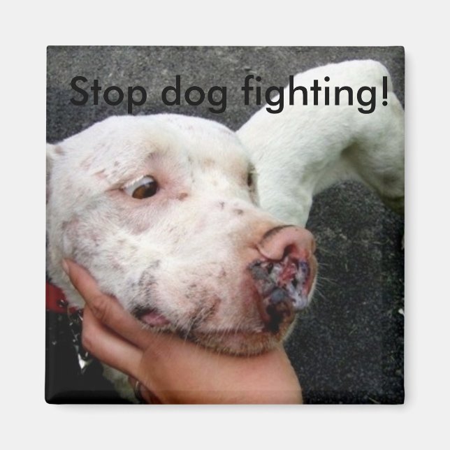 Stop dog fighting! magnet (Front)