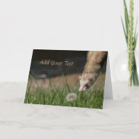Stop Smell The Dandelions Ferrets
