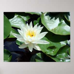 Stopping By/Summer Pond White Waterlily & Insect Poster