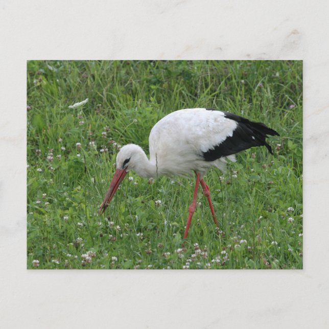 Stork 3 postcard (Front)