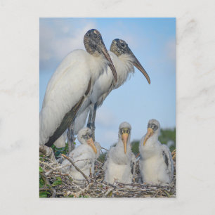 "Stork Family " Postcard