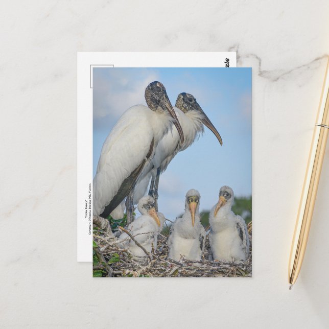 Stork Family Postcard  (Front/Back In Situ)