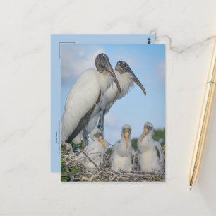 Stork Family Postcard 