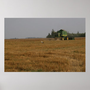 Stork in cornfield poster