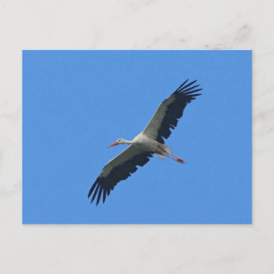 Stork in flight postcard