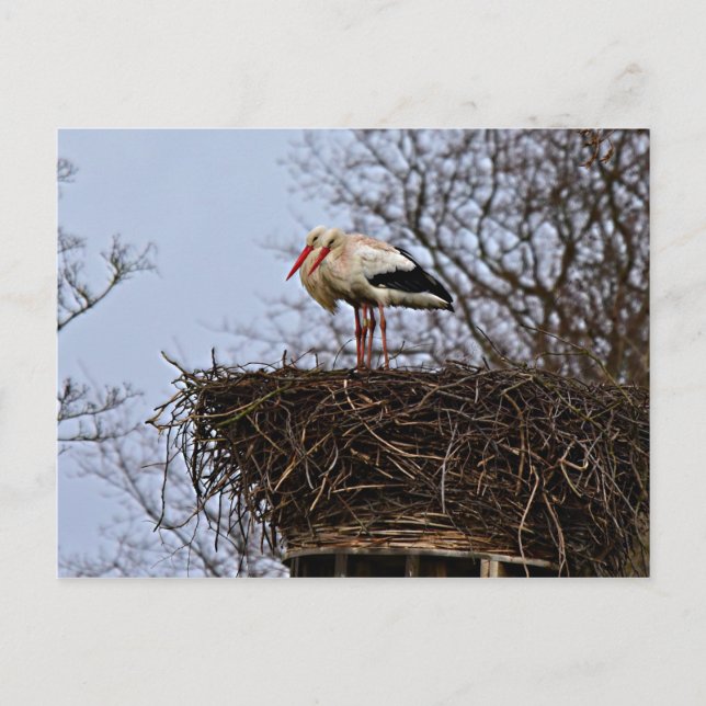 Stork in Nest Postcard (Front)