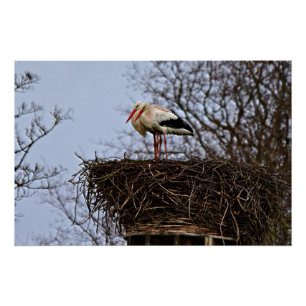 Stork in Nest Poster