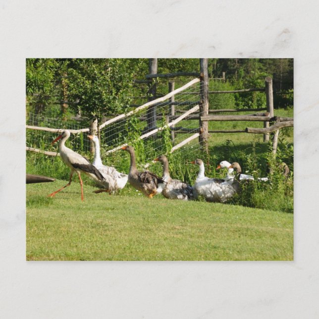 Stork leading the geese parade Greeting card (Front)