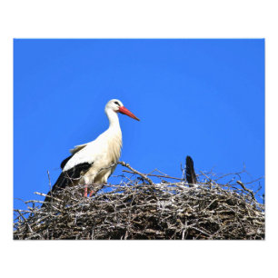 Stork Nest Photo Print