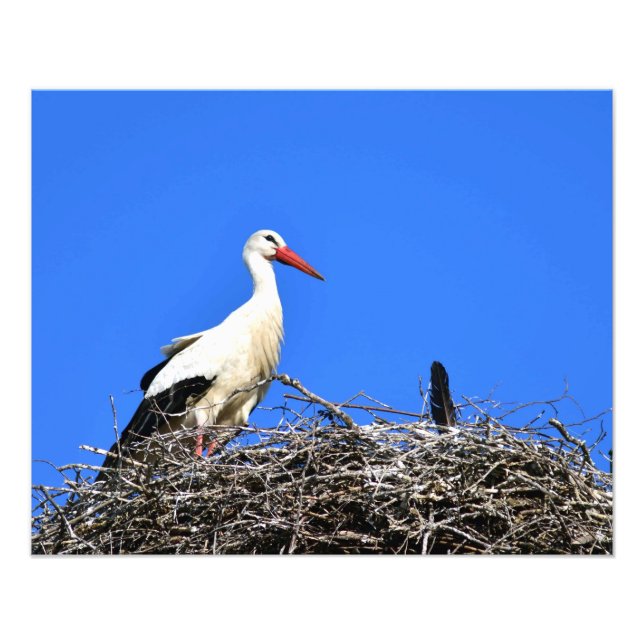 Stork Nest Photo Print (Front)