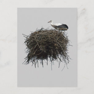 stork nest postcard