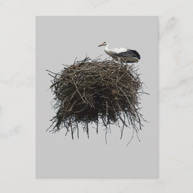 stork nest postcard (Front)
