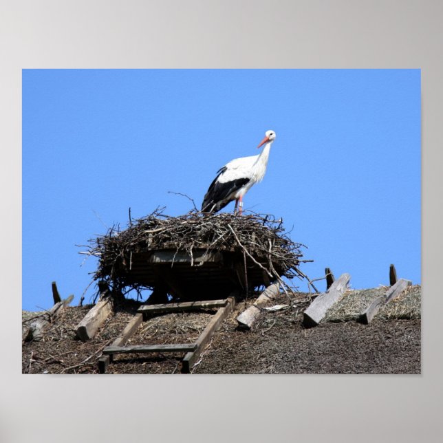 Stork on nest poster (Front)