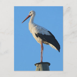 Stork on pole postcard