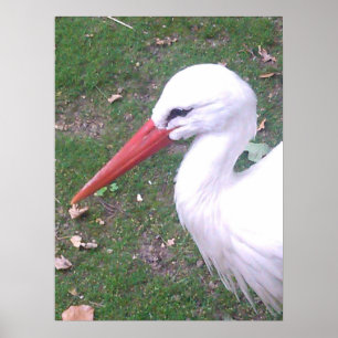 Stork Poster