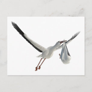 Stork with Bundle on White Postcard