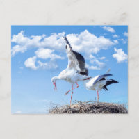 Storks in the sky