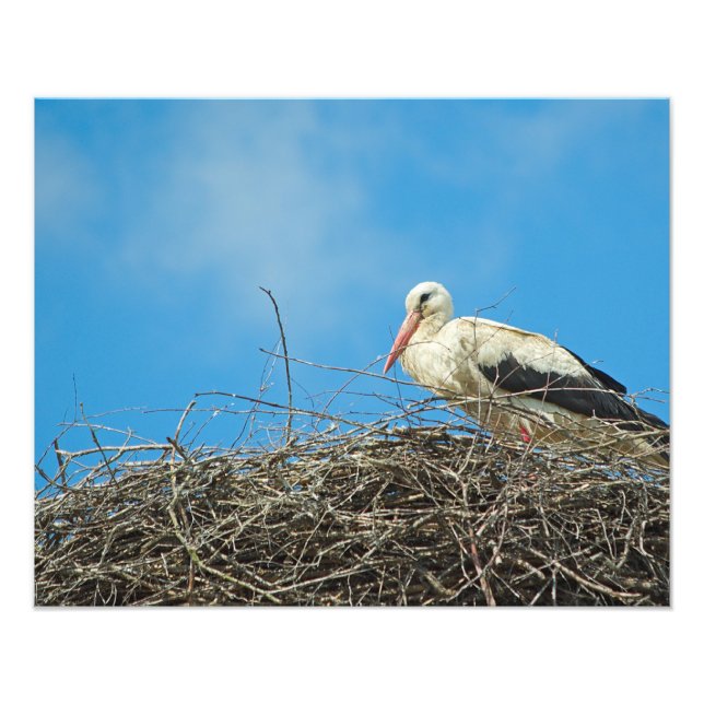 Stork's Nest Photo (Front)