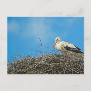 Stork's Nest Postcard