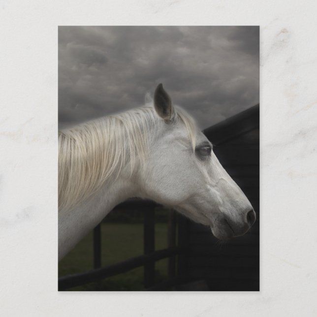 Storm horse postcard (Front)