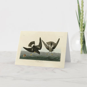Stormy Petrel from Audubon's Birds of America Card