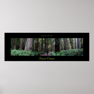 Stout Grove Redwood Trees Poster
