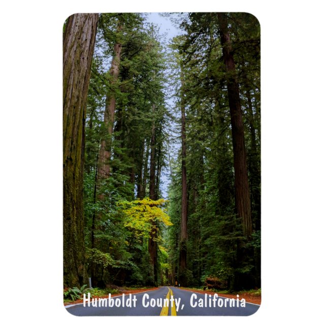 Straight Road Ahead Through Misty Redwood Forest M Magnet (Vertical)