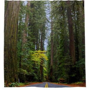 Straight Road Ahead Through Misty Redwood Forest Shower Curtain