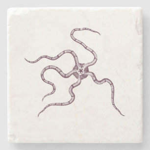 Strange Sea Creatures - Ophiura o. serpent star Stone Coaster