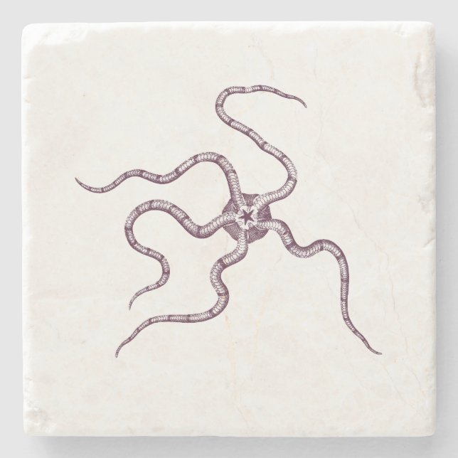 Strange Sea Creatures - Ophiura o. serpent star Stone Coaster (Front)