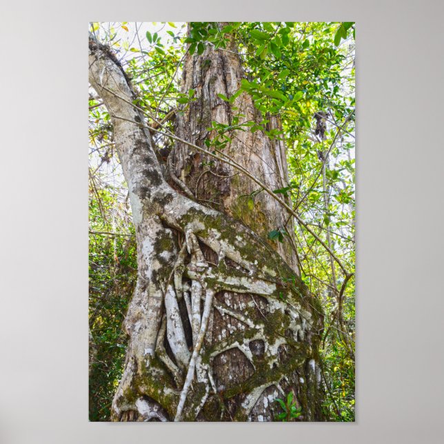 Strangler Fig, Big Cypress National Preserve, FL Poster (Front)