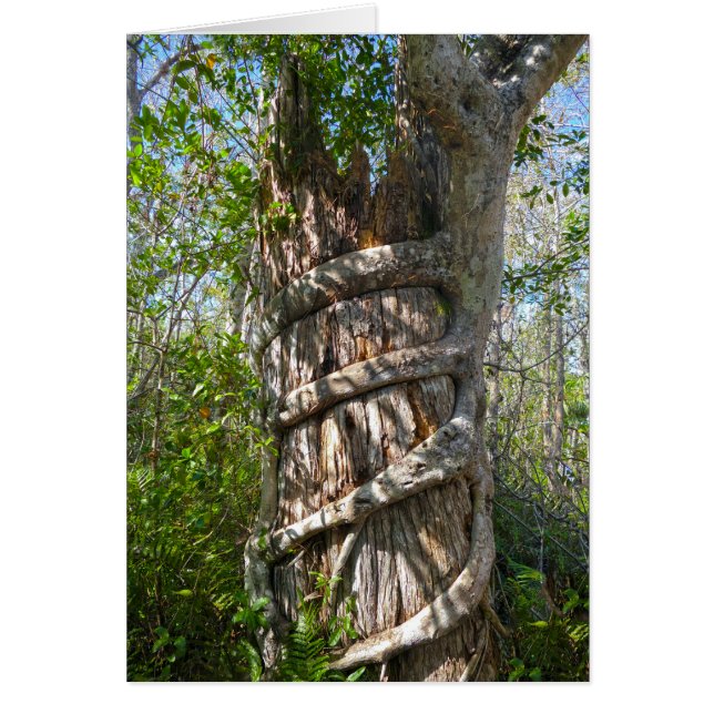 Strangler Fig, Big Cypress Swamp, Florida (Front)