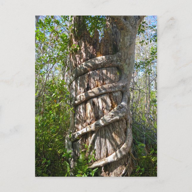 Strangler Fig, Big Cypress Swamp, Florida Postcard (Front)