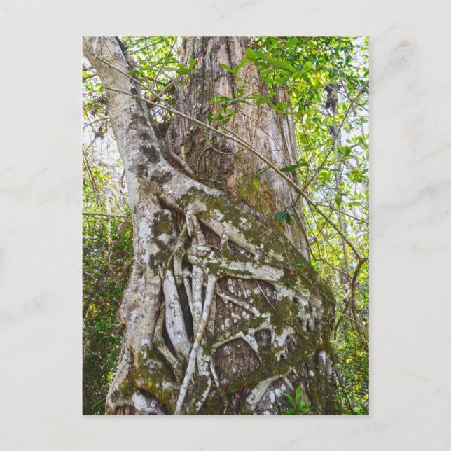 Strangler Fig, Big Cypress Swamp, Florida Postcard (Front)