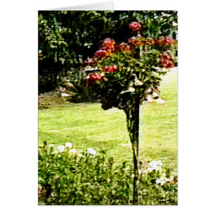 Stratford-upon-Avon Garden Rose snap-29602 jGibney