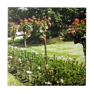 Stratford-upon-Avon Garden Rose snap-29602 jGibney Tile