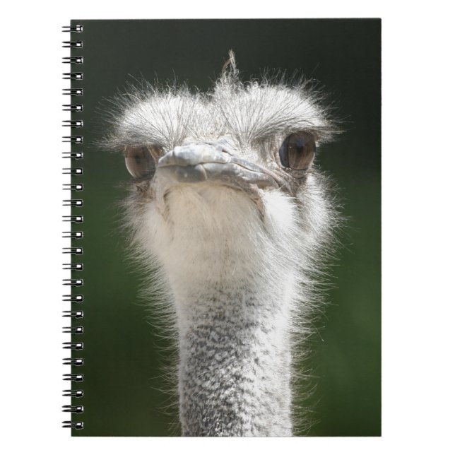 Strauß Notebook (Front)