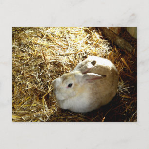 Straw Bunny Postcard