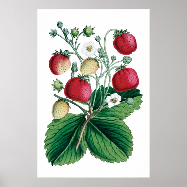 STRAWBERRIES botanical print (Front)